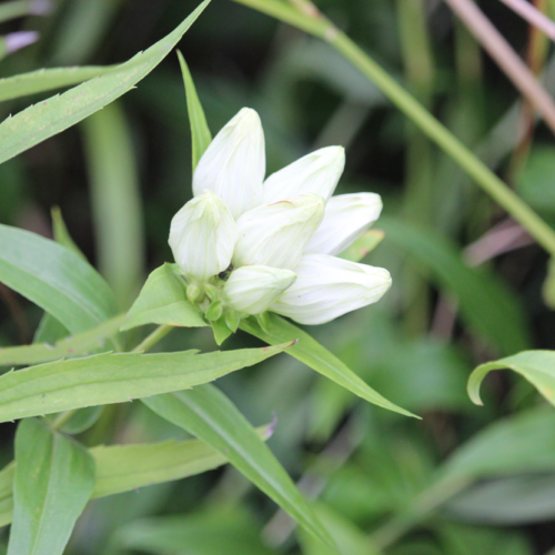 Cream Gentian