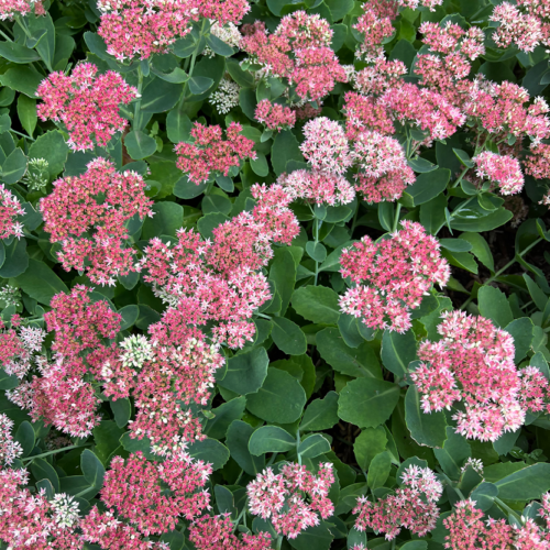 Sedum ‘Autumn Joy’