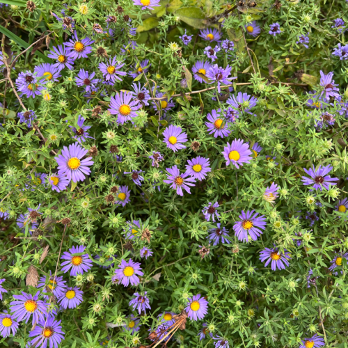 Aromatic Aster