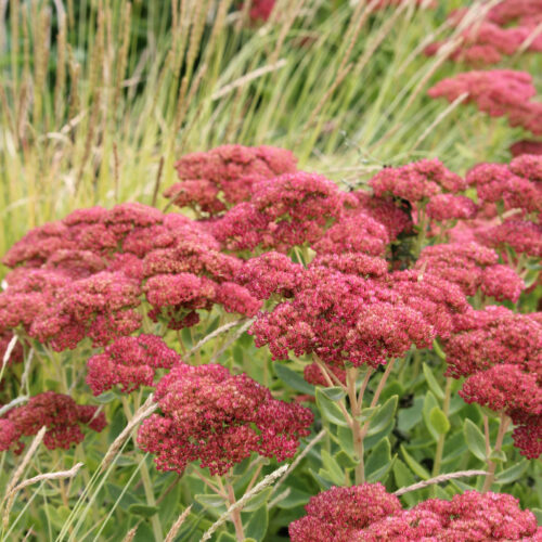 Butterfly Stonecrop
