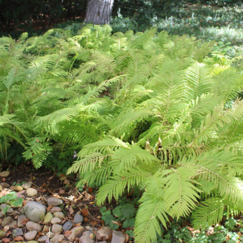 Ostrich Fern