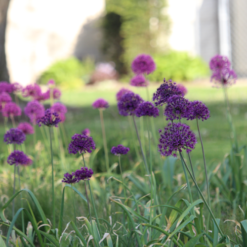 Allium ‘Purple Sensation’