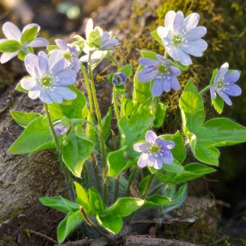 Sharp-Lobed Hepatica