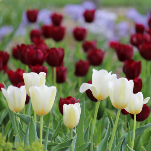 Tulips