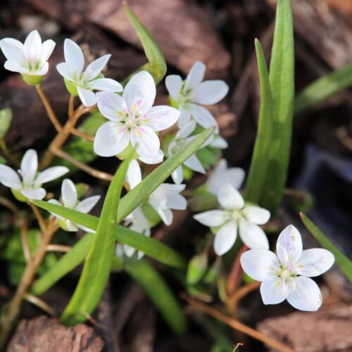Virginia Spring Beauty