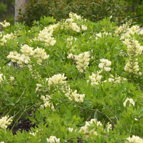 Cream Wild Indigo