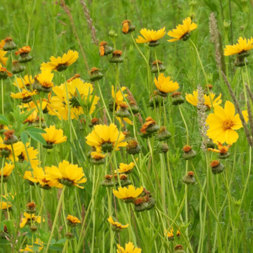 Lanceleaf Coreopsis