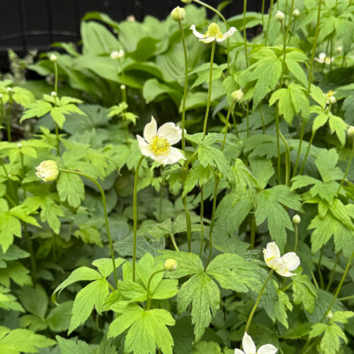 Tall Anemone