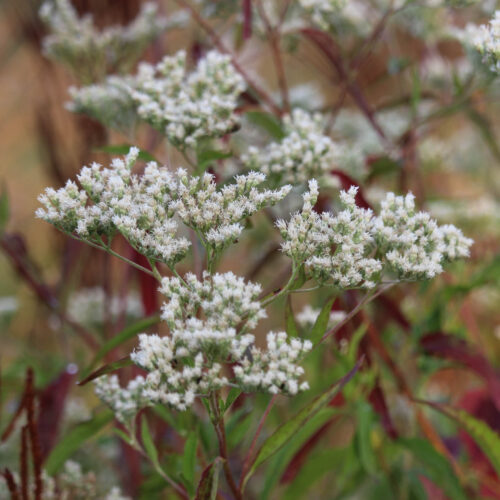 Common Boneset