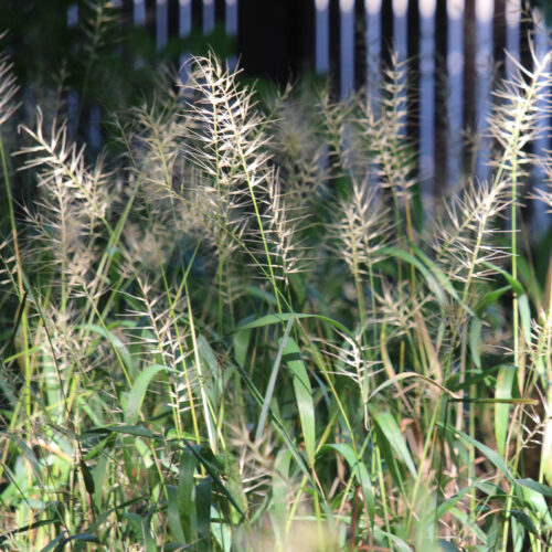 Bottlebrush Grass