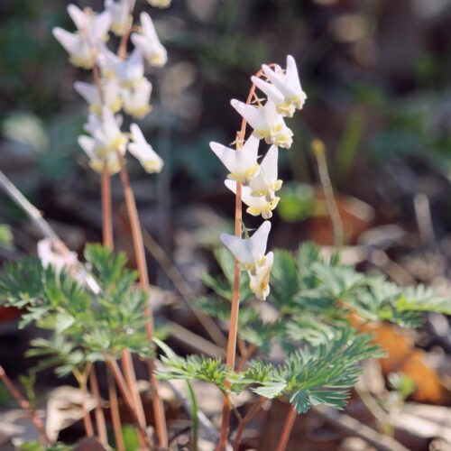 Dutchman’s Breeches