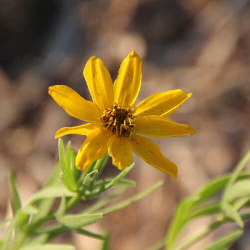 Prairie Coreopsis