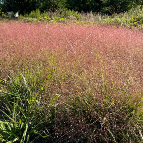 Purple Love Grass
