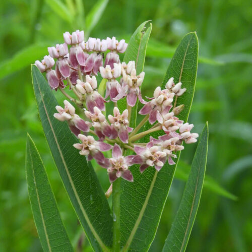 Prairie Milkweed