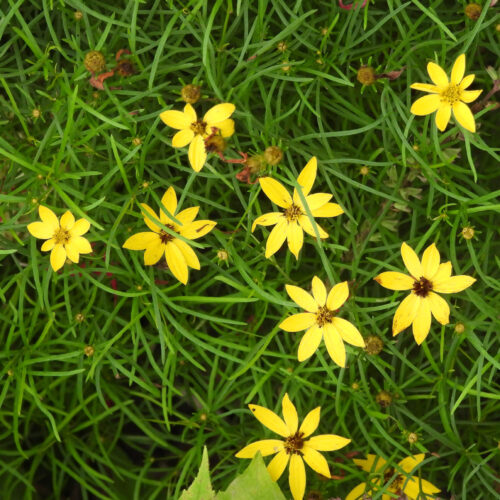 Threadleaf Coreopsis