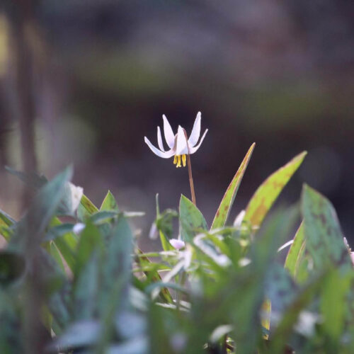 White Trout Lily