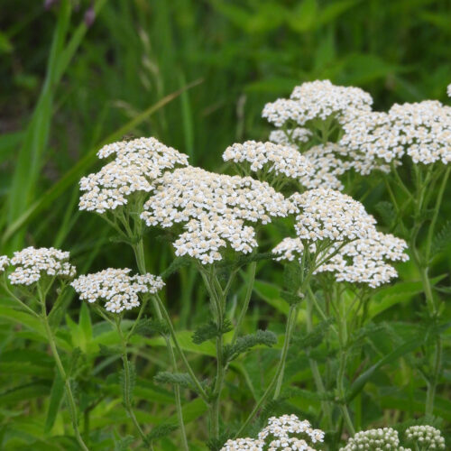 Yarrow