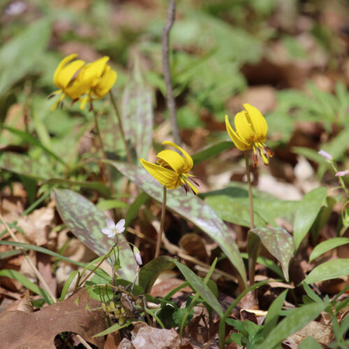 Yellow Trout Lily