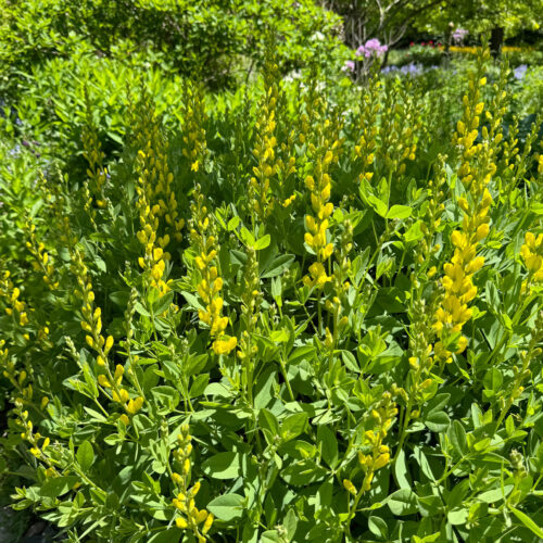 Yellow Wild Indigo