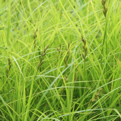 Long-beaked Sedge