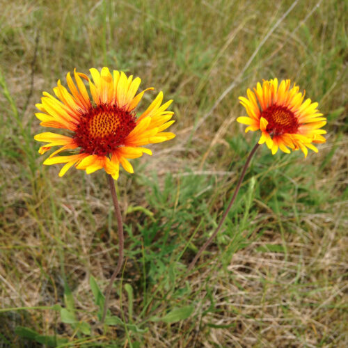 Blanket Flower