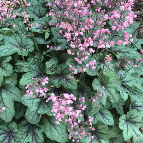 Coral Bells