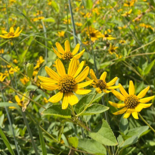 False Sunflower