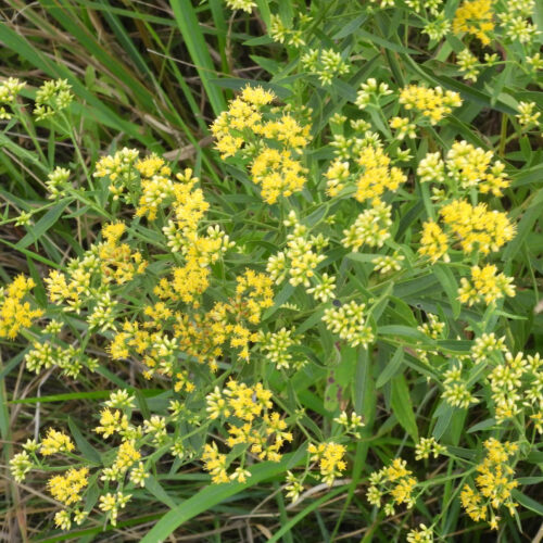 Grass-leaved Goldenrod