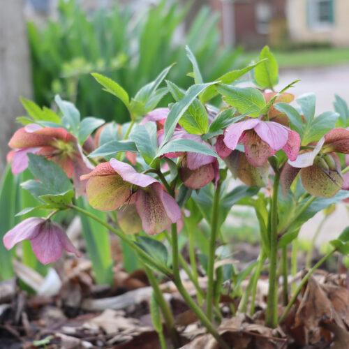 Lenten Rose