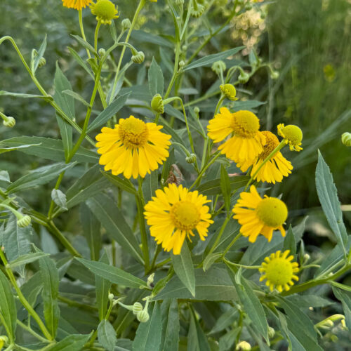 Sneezeweed