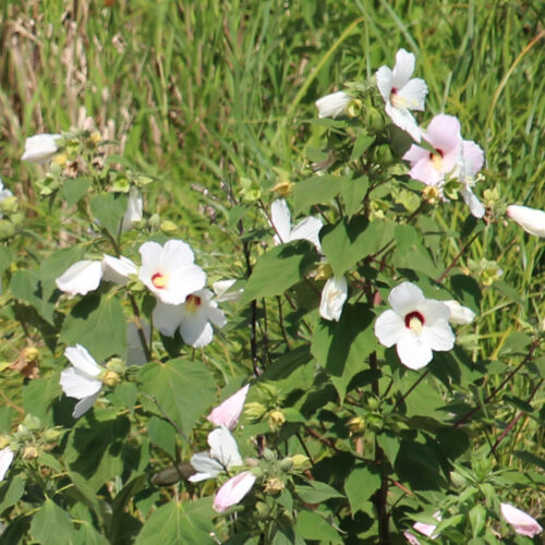 Swamp Rose Mallow
