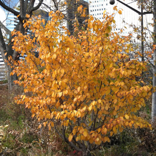 American Witch Hazel