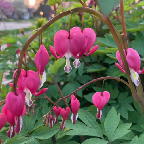 Bleeding Heart