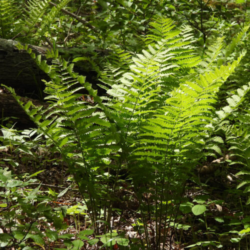 Interrupted Fern