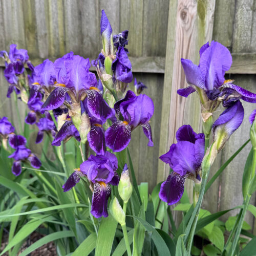 Bearded Iris