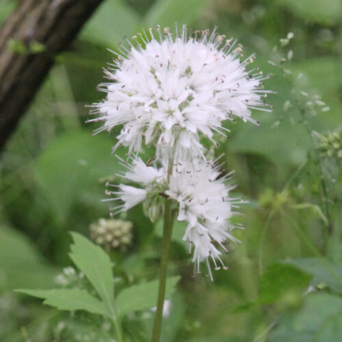 Virginia Waterleaf