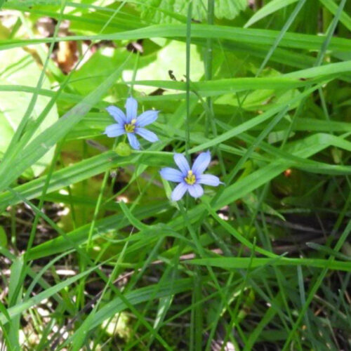 Blue-eyed Grass