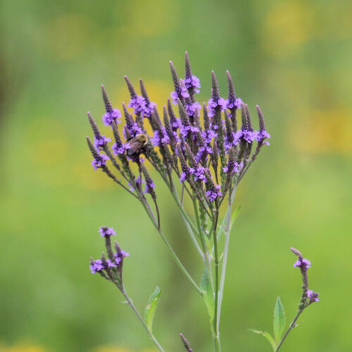 Blue Vervain