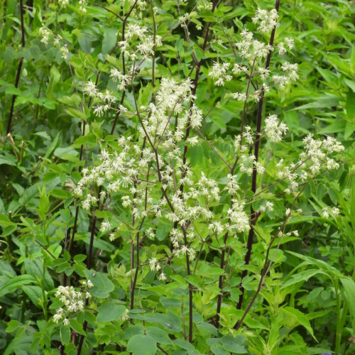 Common Meadow Rue