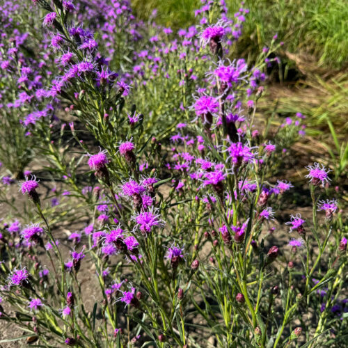 Dwarf Blazing Star