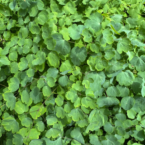 Early Meadow Rue
