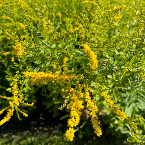 Elm-leaved Goldenrod