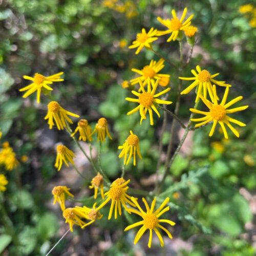 Golden Ragwort