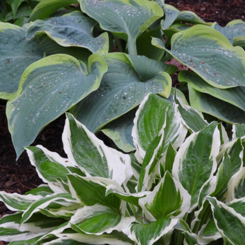 Hosta