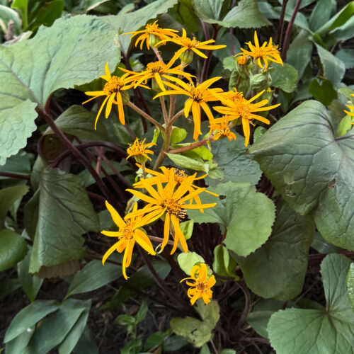 Ligularia