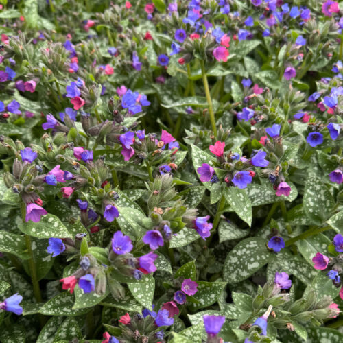 Lungwort