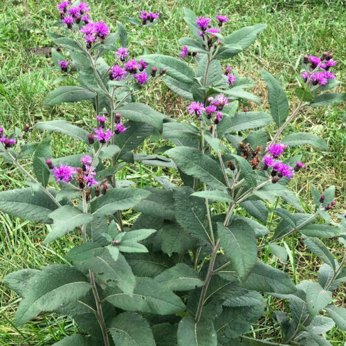 Missouri Ironweed