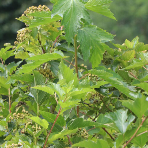 Ninebark