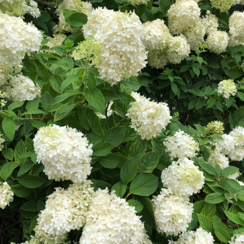 Panicled Hydrangea