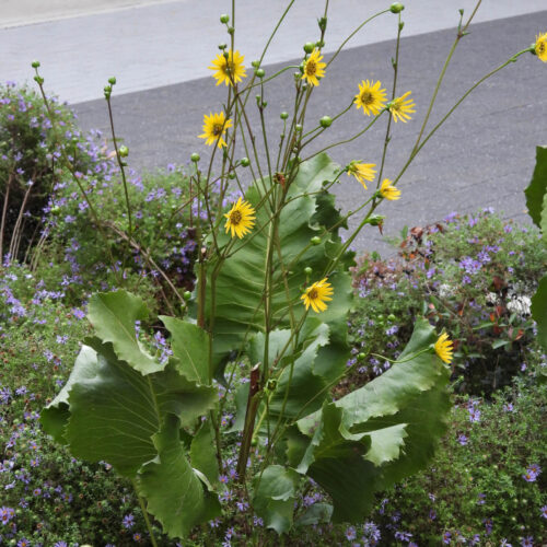 Prairie Dock